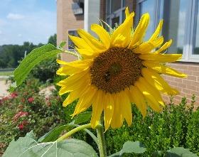 bee on sunflower crop 280